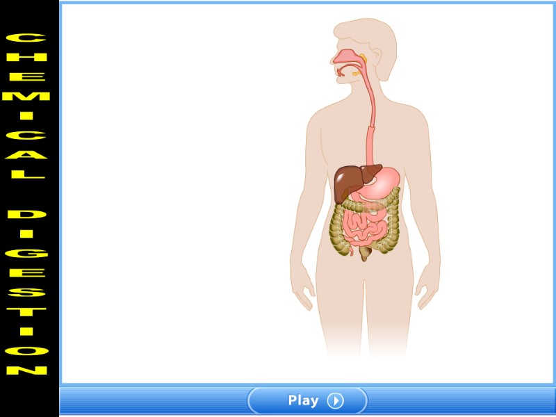 CHEMICAL DIGESTION